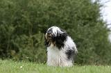 TERRIER DU TIBET 168